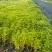 100万佛甲草，基地直销，佛甲草方盘，双色盆佛甲草。