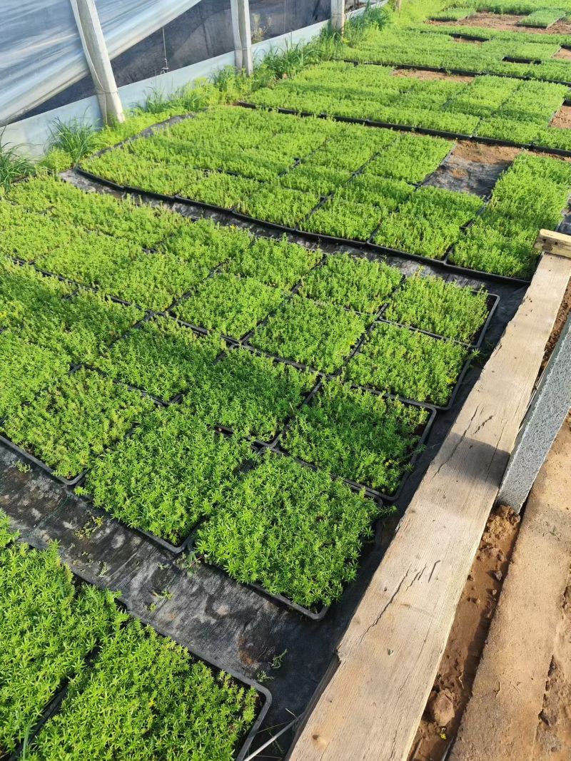 100万佛甲草，基地直销，佛甲草方盘，双色盆佛甲草。