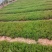 100万佛甲草，基地直销，佛甲草方盘，双色盆佛甲草。