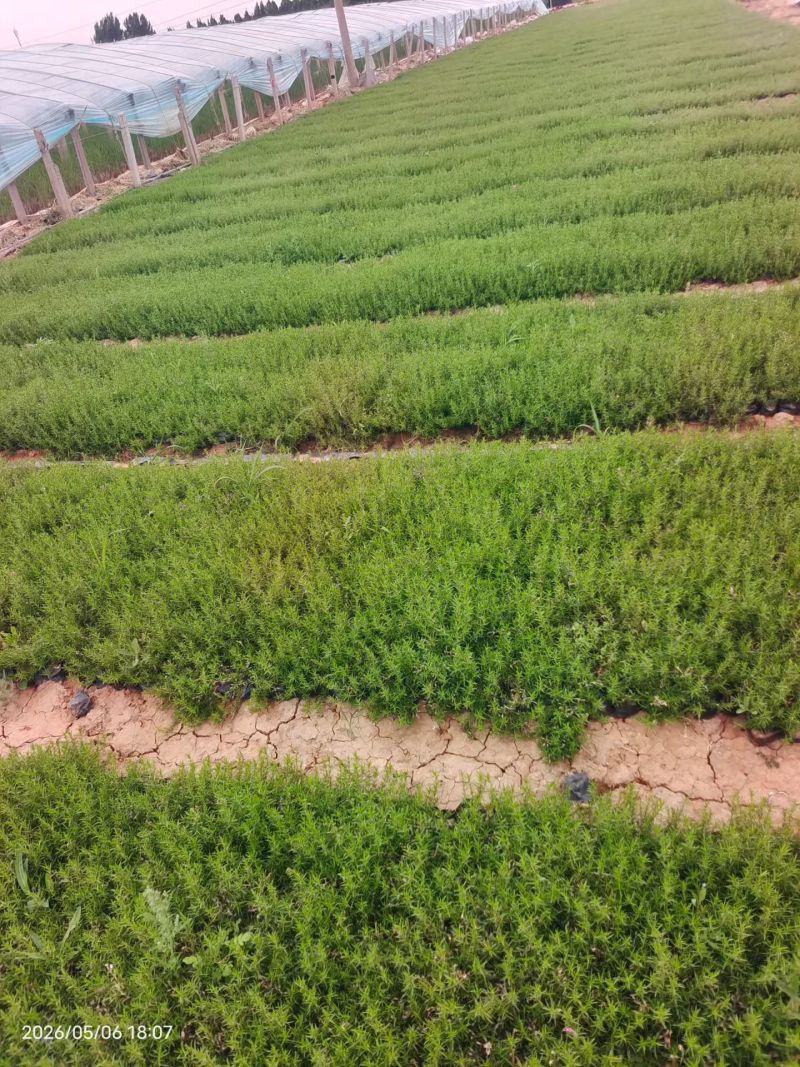 100万佛甲草，基地直销，佛甲草方盘，双色盆佛甲草。