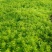 100万佛甲草，基地直销，佛甲草方盘，双色盆佛甲草。