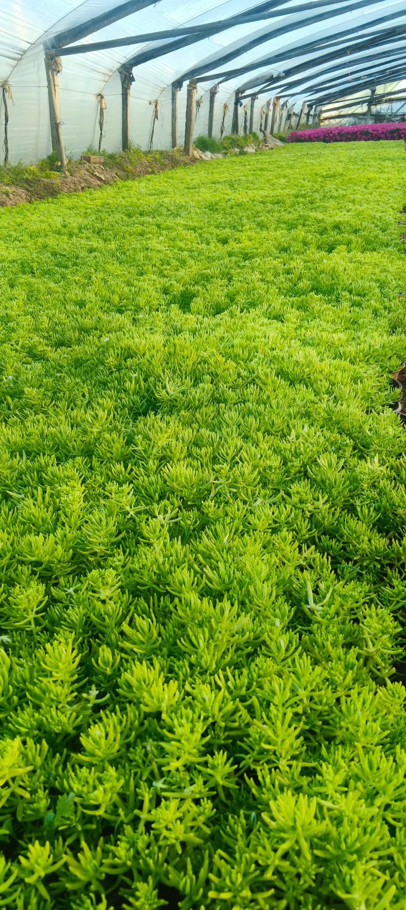 100万佛甲草，基地直销，佛甲草方盘，双色盆佛甲草。