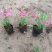 绿化苗木#芝樱#批发基地#适合庭院花园小区绿化带