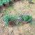 绿化苗木#芝樱#批发基地#适合庭院花园小区绿化带