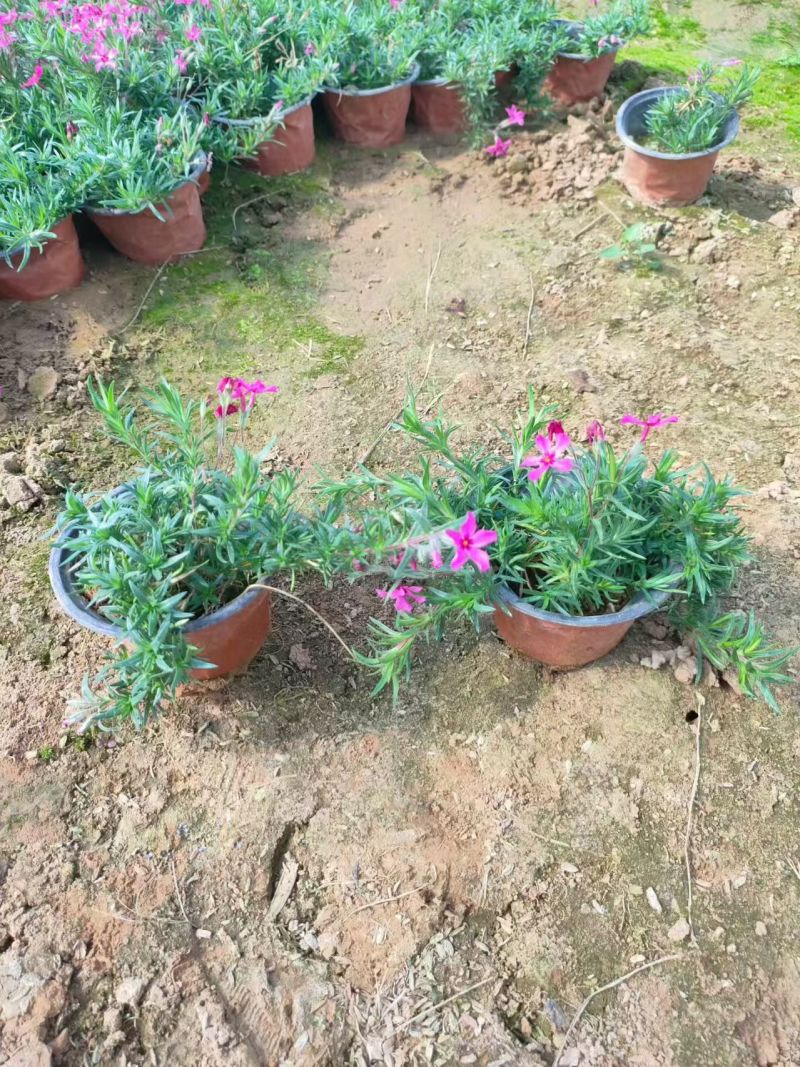 绿化苗木#芝樱#批发基地#适合庭院花园小区绿化带