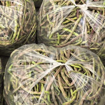 满江红四季豆大量上市，条形好，漂亮货，价格美丽