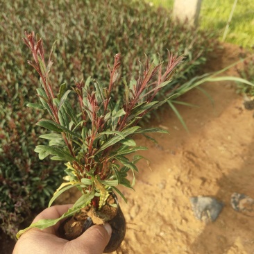绿化苗木山桃草#基地批发#适合庭院花园小区绿化带