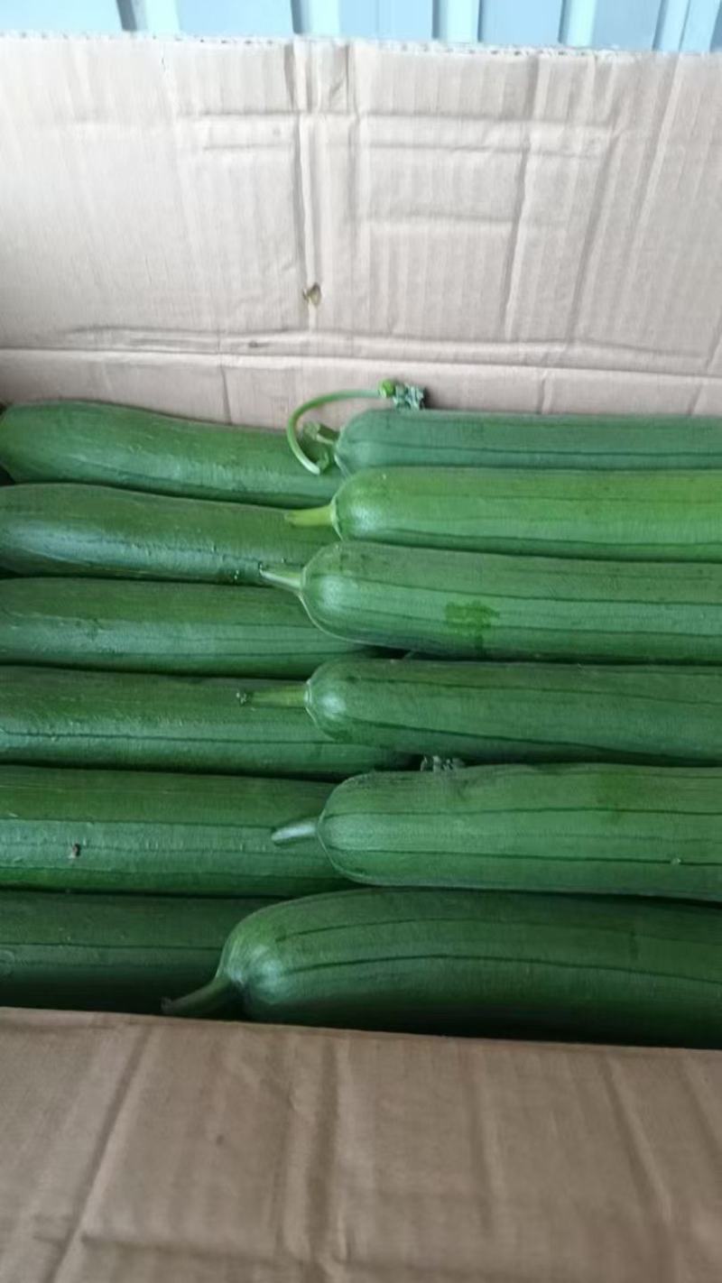 江苏淮安精品丝瓜大量上市产地直发保质保量欢迎随时看货