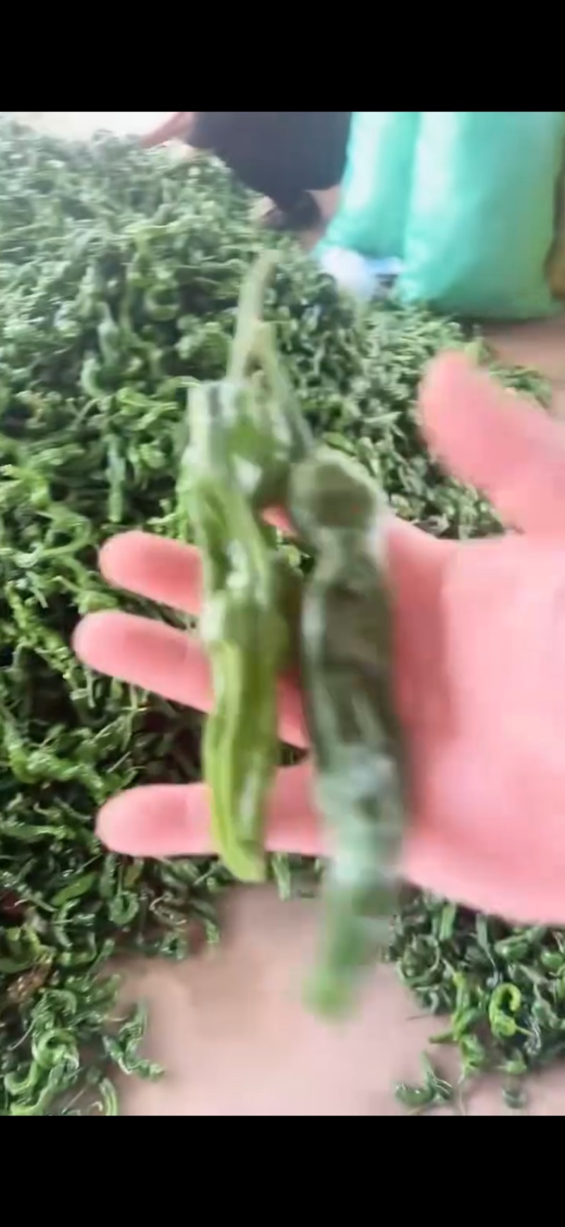 邹皮辣椒精品产地一手货源全国发货量大价优欢迎随时联系