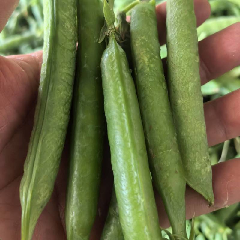 豌豆，清秀饱满