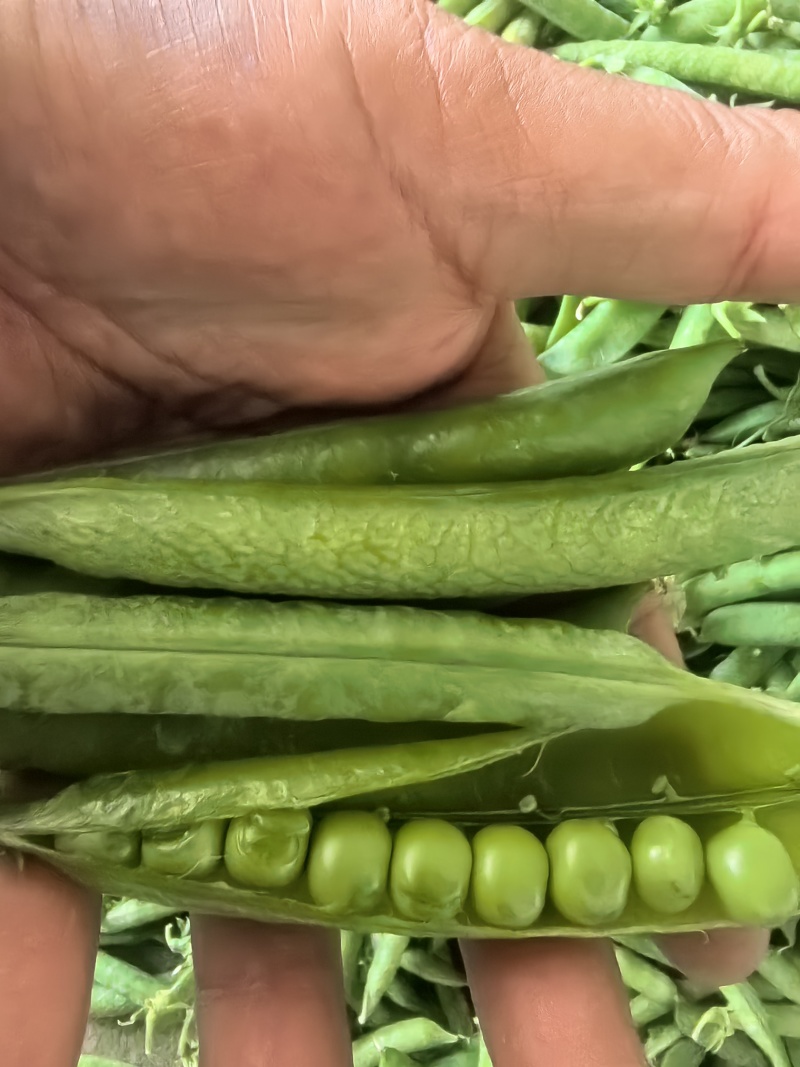 豌豆，清秀饱满