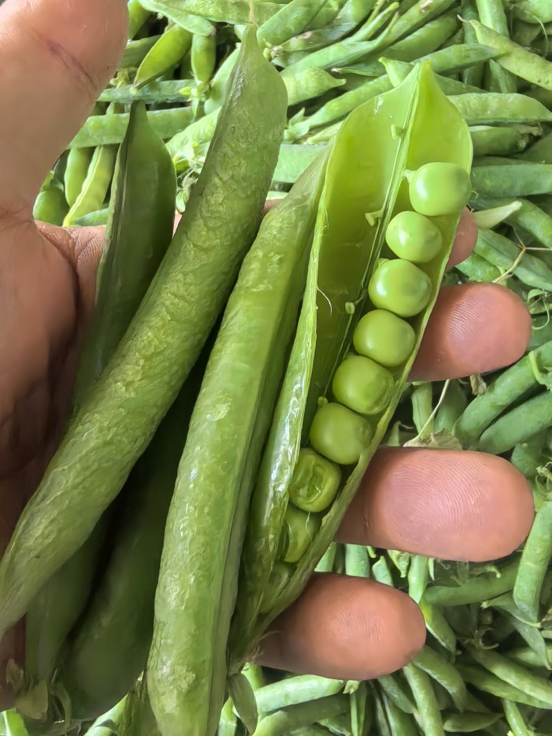 豌豆，清秀饱满