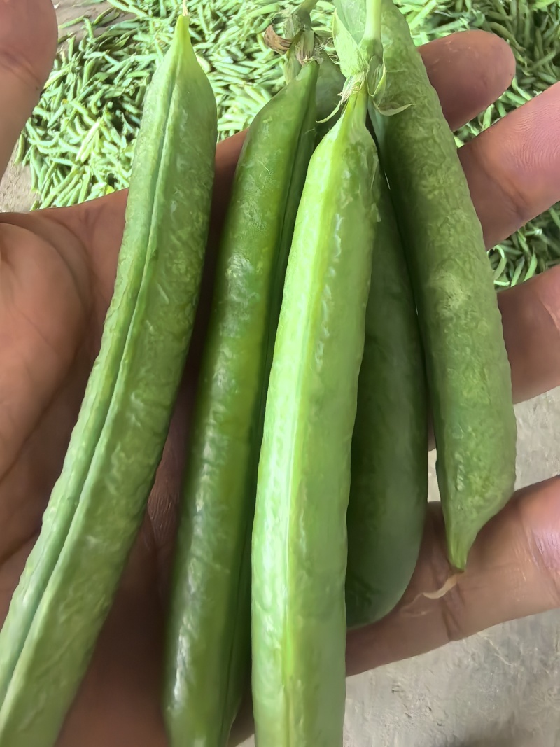 豌豆，清秀饱满