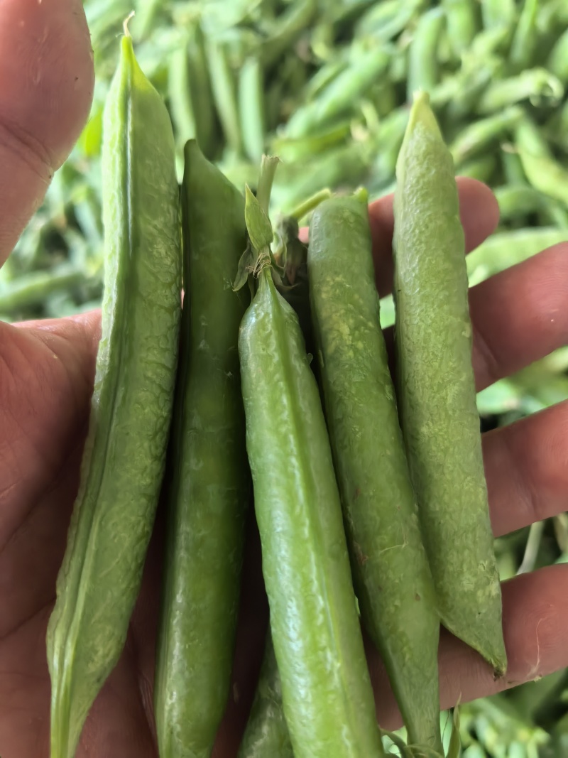豌豆，清秀饱满