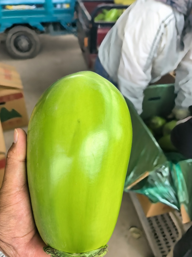 精品青茄商超市场长期供应，产地直发全国发货质量保证
