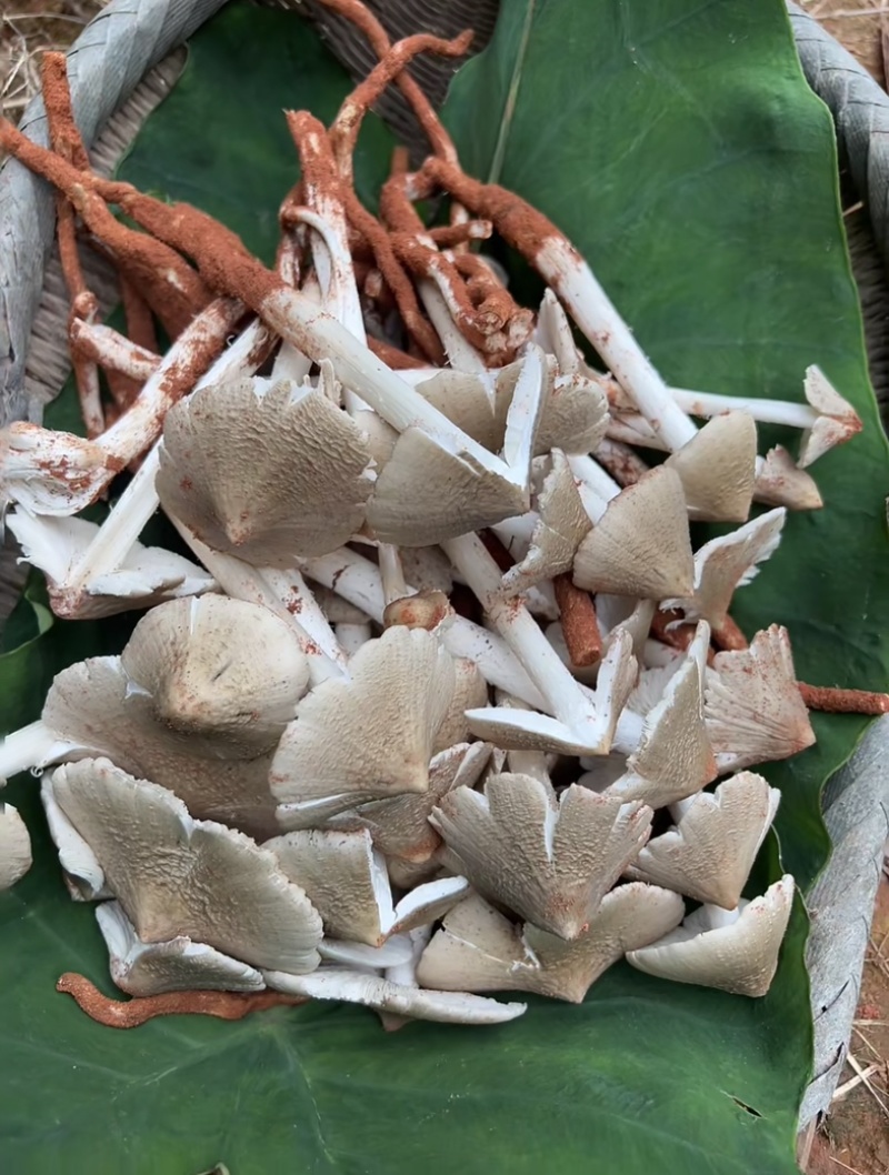 云南山区新鲜纯野生鸡枞菌，直采直发！欢迎来电咨询