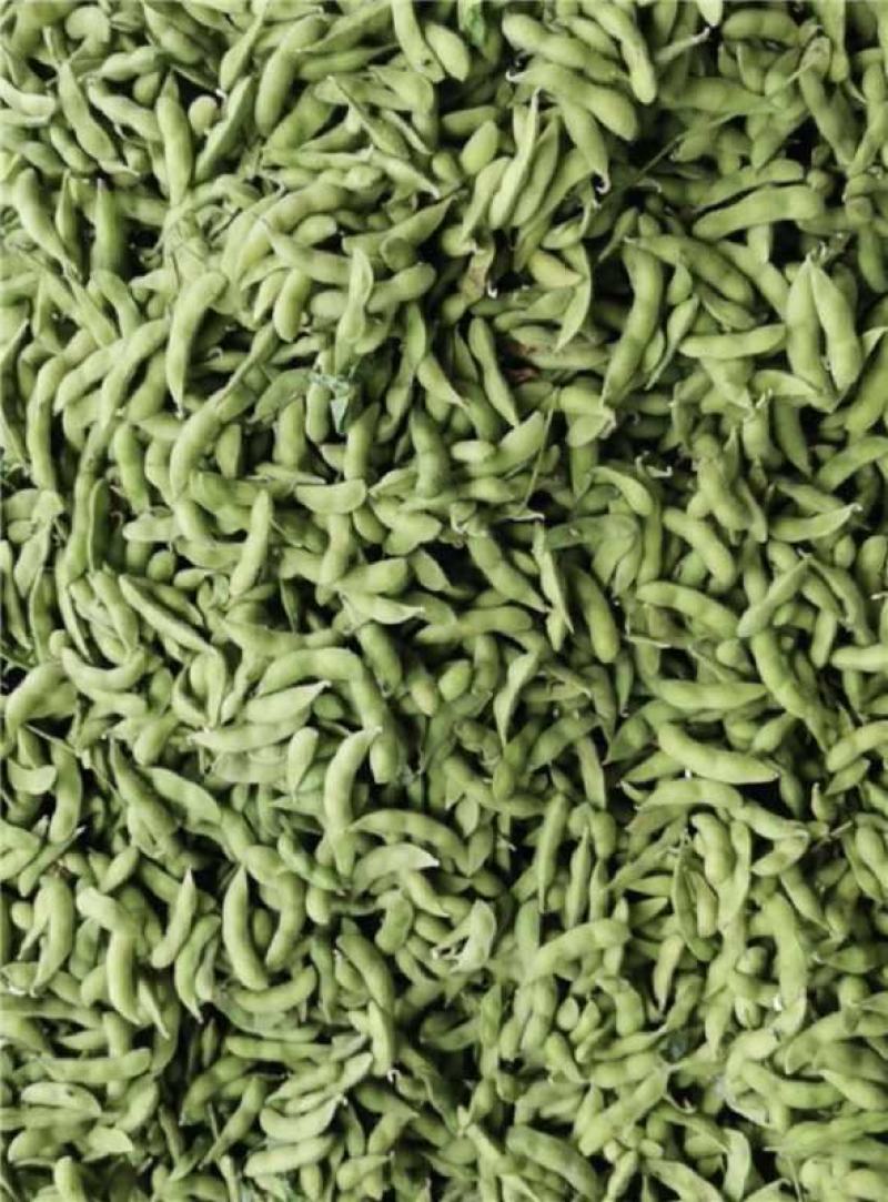 江苏淮安鲜毛豆大量上市产地直发一手货源欢迎随时联系