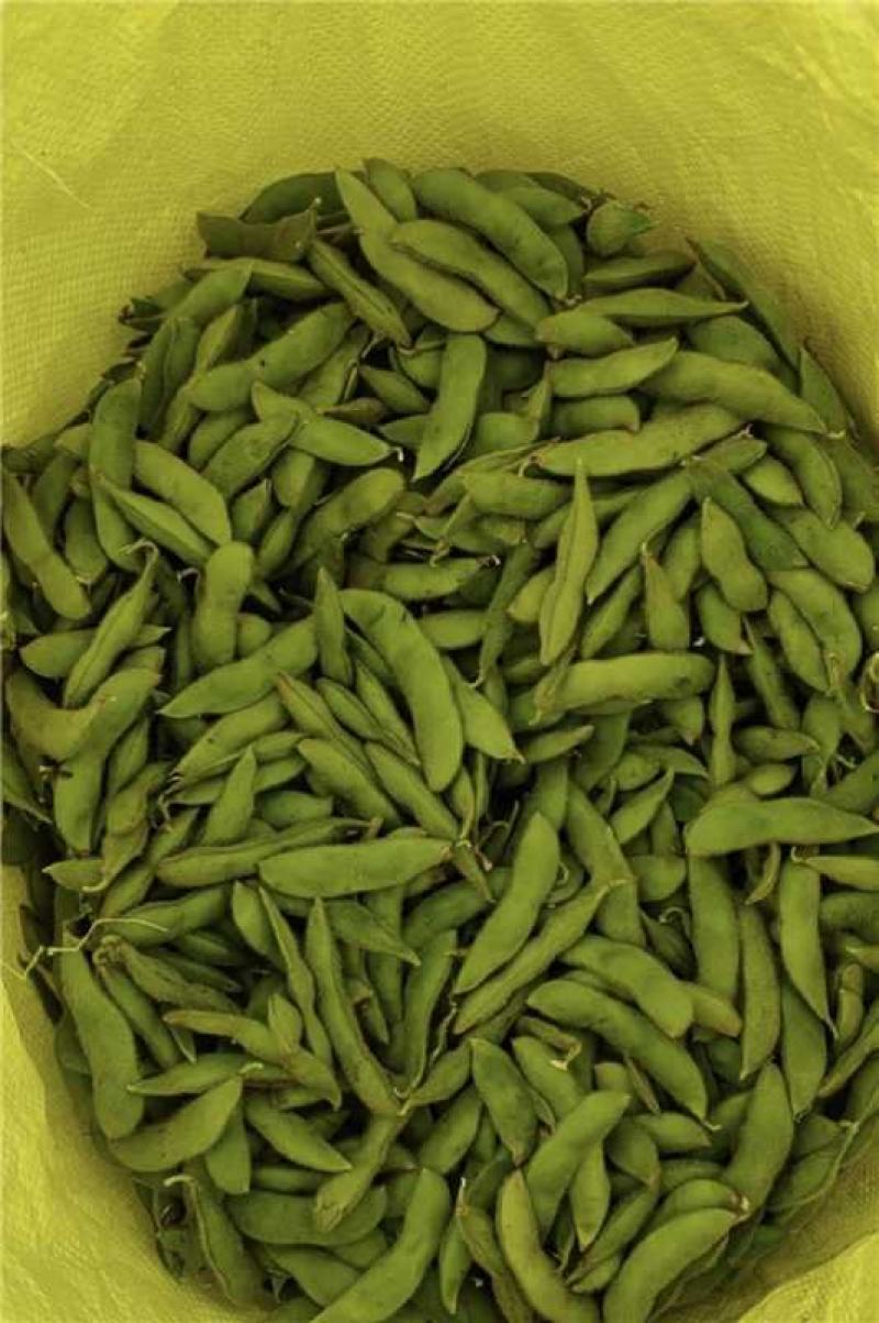 江苏淮安鲜毛豆大量上市产地直发一手货源欢迎随时联系