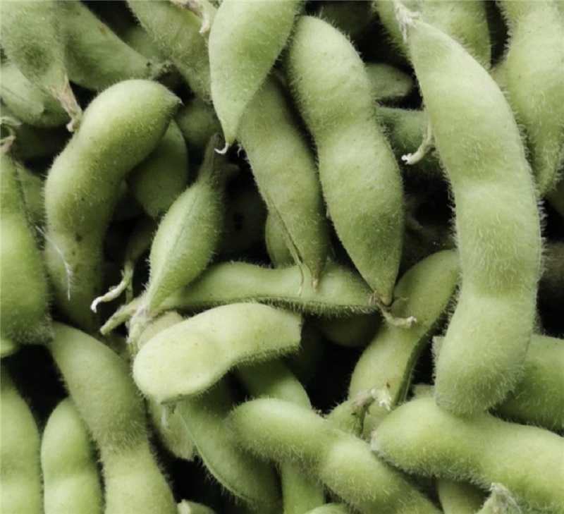 江苏淮安鲜毛豆大量上市产地直发一手货源欢迎随时联系