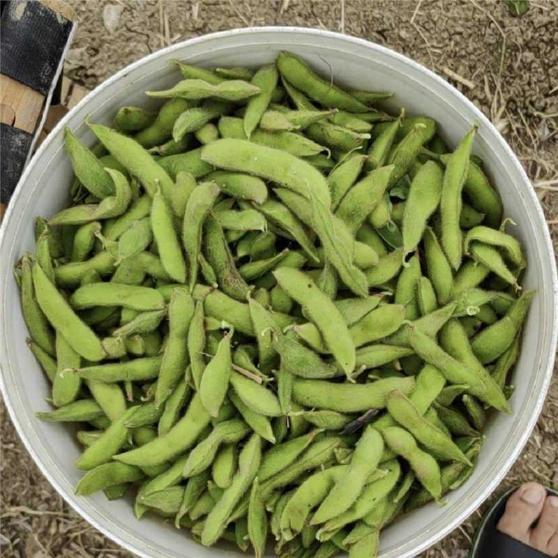 江苏淮安鲜毛豆大量上市产地直发一手货源欢迎随时联系