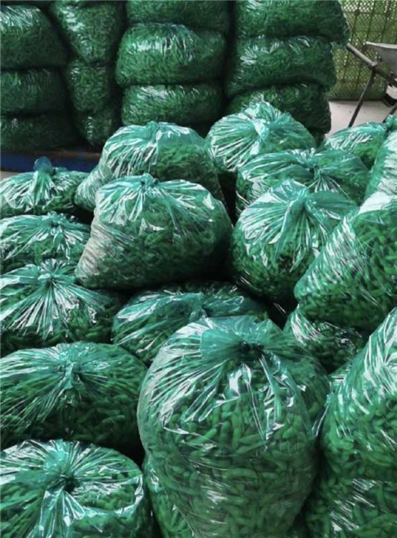 江苏淮安鲜毛豆大量上市产地直发一手货源欢迎随时联系
