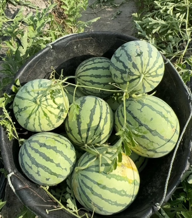 精品美都、麒麟西瓜产地一手批发价格，质量保证，坏果包赔
