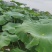 现挖鲜藕脆甜不贵，当天发货！2026年新鲜早莲藕上市了