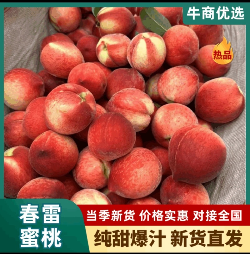 产地直供毛桃春春雪/突围/油桃金雷/曙光/518/中油