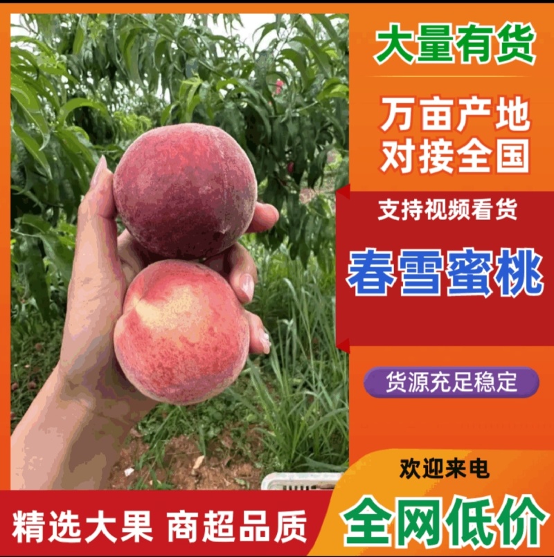 产地直供毛桃春春雪/突围/油桃金雷/曙光/518/中油