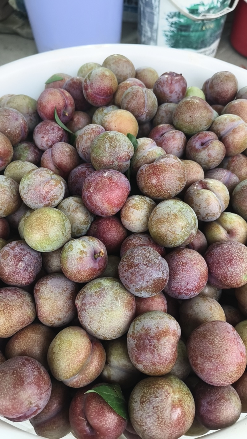 广东三华李子红心李子茂名钱排三华子对接电商果市产地直发