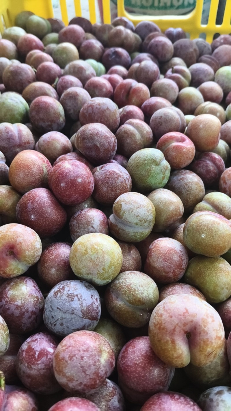广东三华李子红心李子茂名钱排三华子对接电商果市产地直发