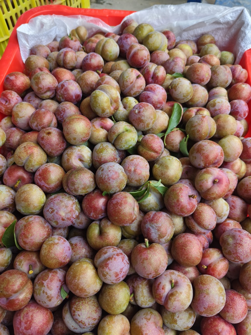 广东三华李子红心李子茂名钱排三华子对接电商果市产地直发