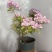 0.5加仑苹果花