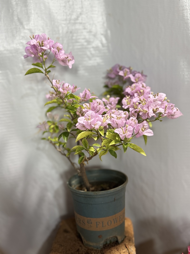 0.5加仑苹果花