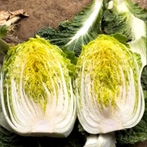 安徽省怀远县蔬菜种植地，大棚白菜，地头价