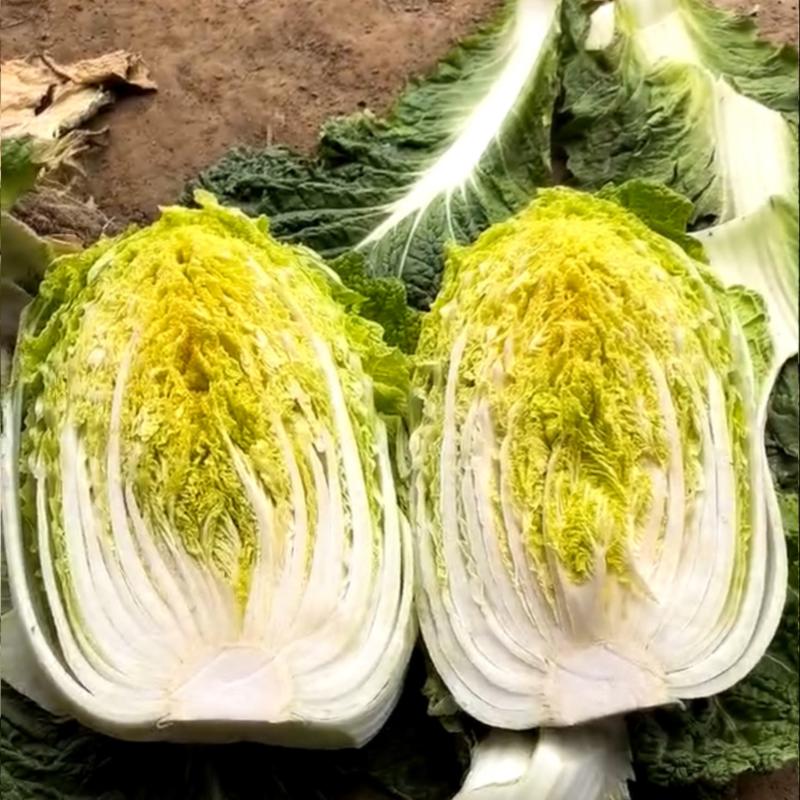 安徽省怀远县蔬菜种植地，大棚白菜，地头价