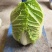 安徽省怀远县蔬菜种植地，大棚白菜，地头价