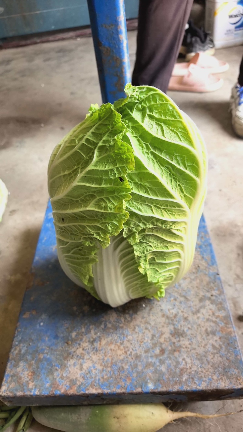 安徽省怀远县蔬菜种植地，大棚白菜，地头价