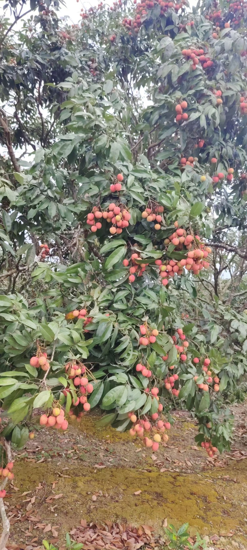灵山荔枝，桂花香！大量现货供应！对接全国各地经销商！
