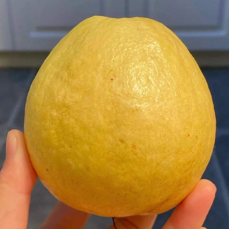 红心芭乐