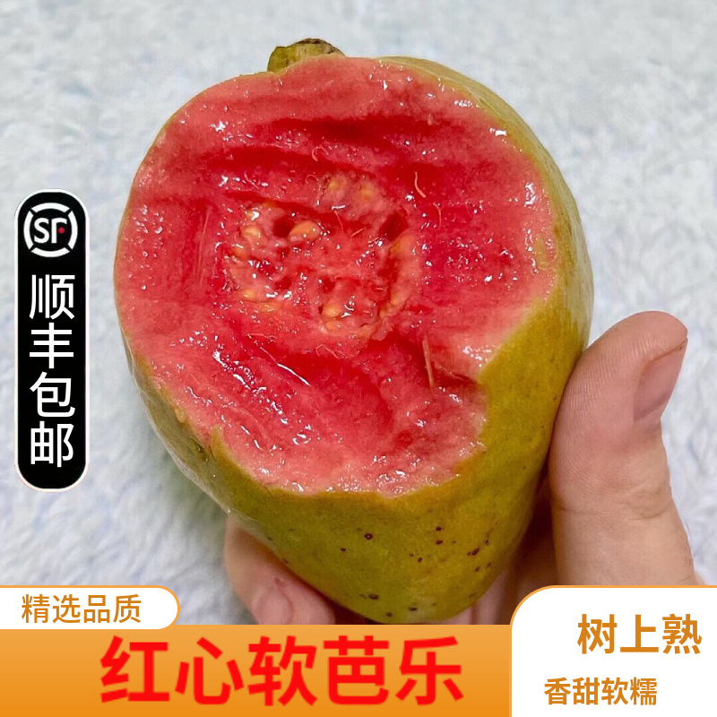 红心芭乐