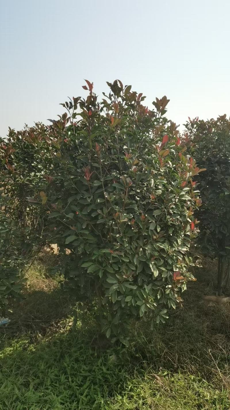 红叶石楠柱容器苗