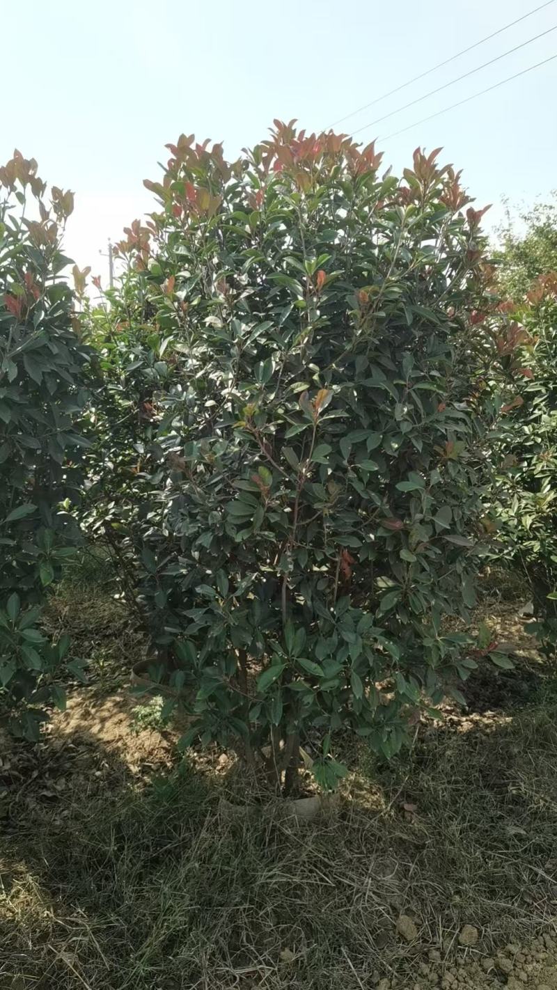 红叶石楠柱容器苗