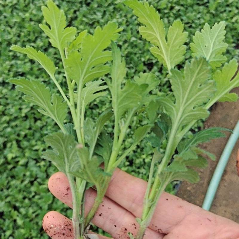 七月菊苗，桃菊苗，金丝皇菊苗，杭白菊苗，北京菊苗