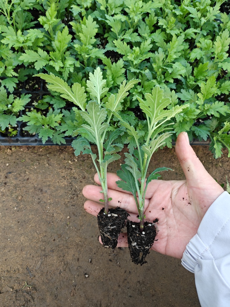 七月菊苗，桃菊苗，金丝皇菊苗，杭白菊苗，北京菊苗