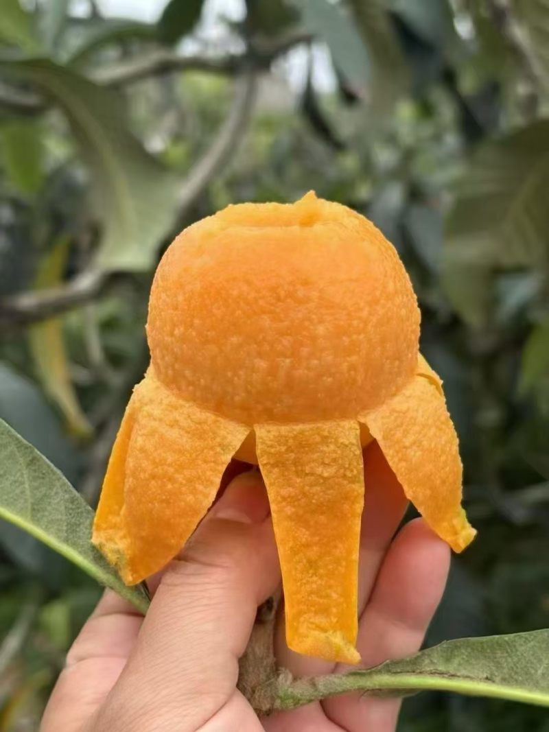 龙泉驿大五星枇杷