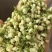 横县茉莉花蕾干