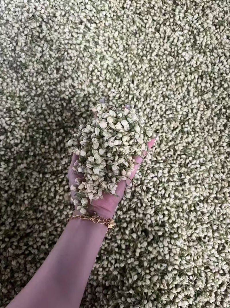 横县茉莉花蕾干