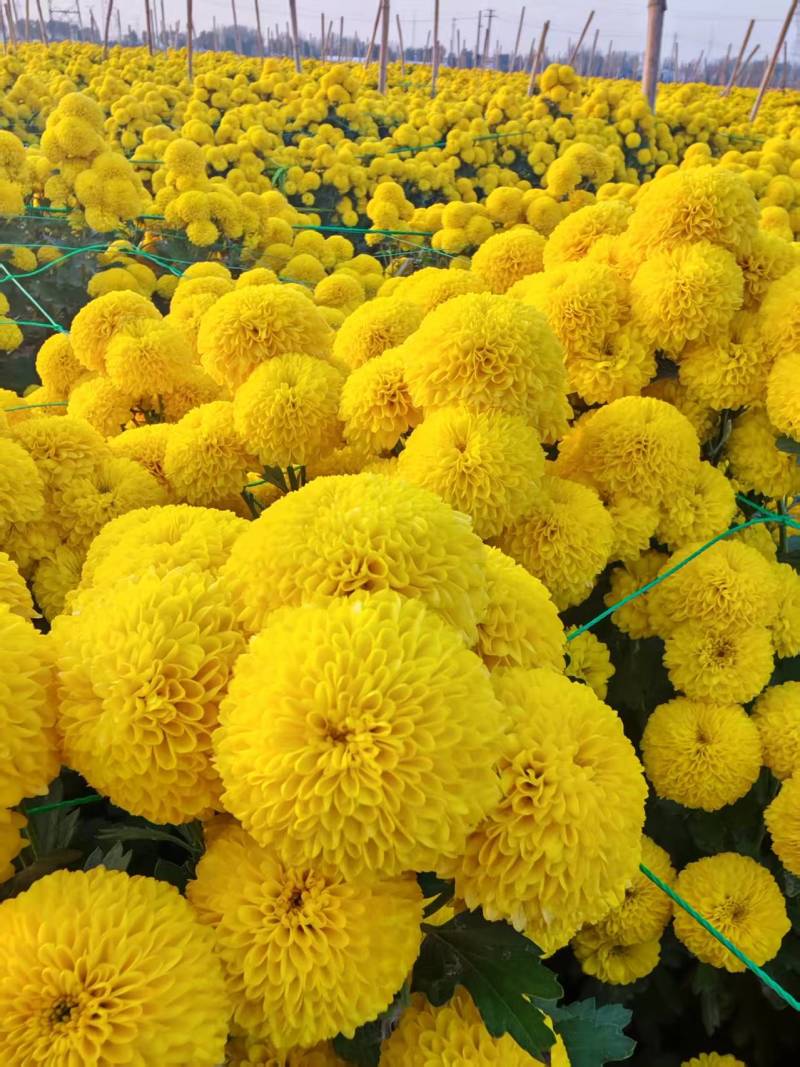 七月菊苗，桃菊苗，金丝皇菊苗，杭白菊苗，北京菊苗