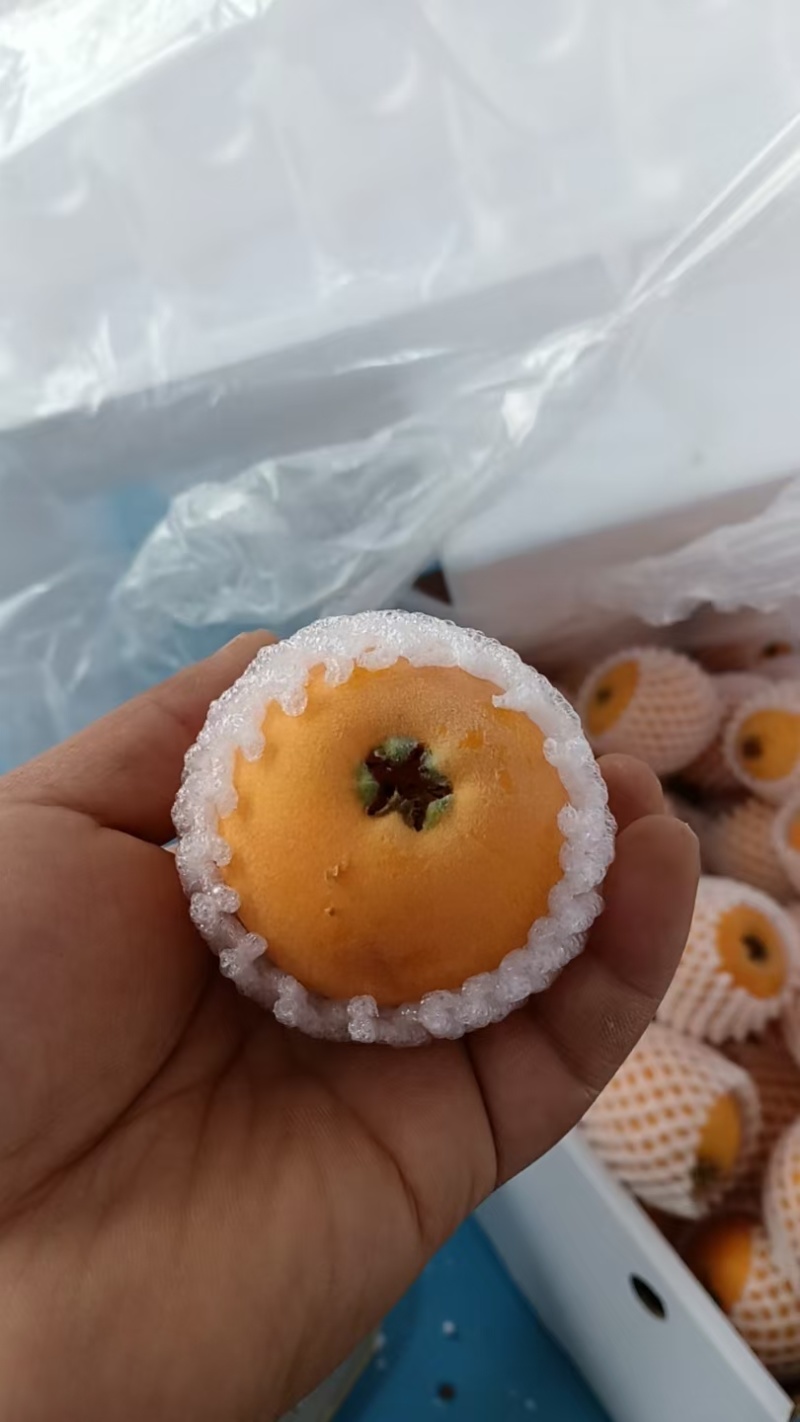 龙泉驿大五星枇杷